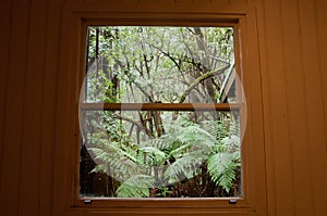 Window look out in fern jungle in Winter