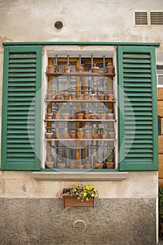 Window with many succulent pots