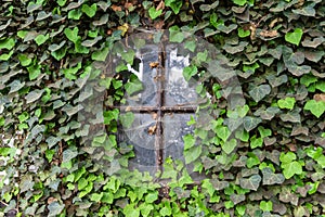 The window of an old farmhouse inside with grape leaves