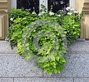 The window of the old granite house is decorated with blooming g