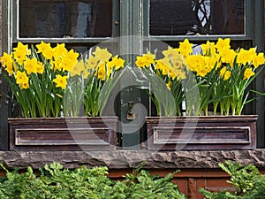 Window of old house with daffodils growing in box