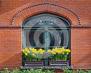 Window of old house with daffodils growing in box