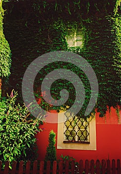 The window of an old house, overgrown with beautiful green ivy