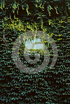 the window of an old house, overgrown with beautiful green ivy.  