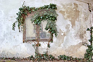 Window of old house overgrown with ivy