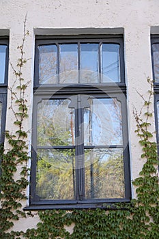 Window of old house with plants outdoor