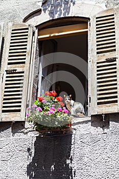 Window of old rural house and a flower