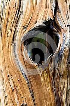 Window Through Old Tree Trunk