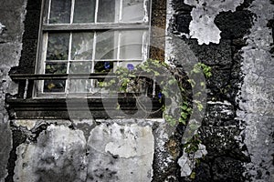 Window on an old wall with one blue flower