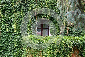 The window is overgrown with climbing grape vines.