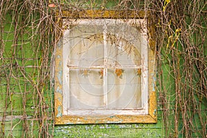 Window overgrown with ivy