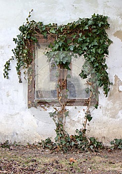 Window overgrown by ivy, facade of old house