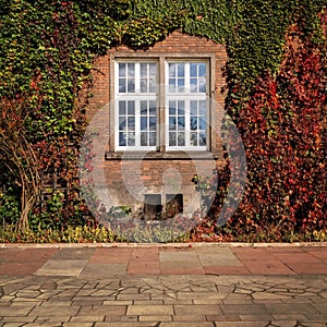 Window overgrown with ivy leafs