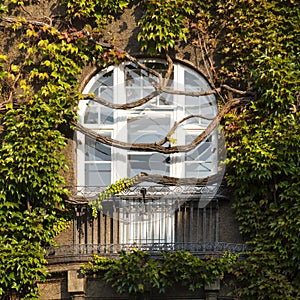 Window overgrown by lush green ivy