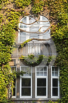 Window overgrown by lush green ivy