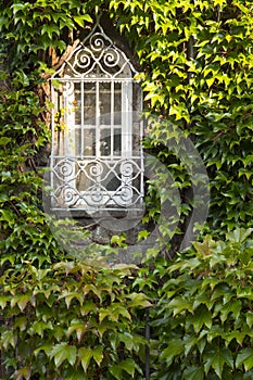 Window overgrown by lush green ivy