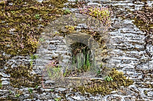 Window in an overgrown wall