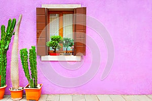 Window on the pink facade of the house and decorative green plants