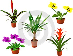 Window plants photo