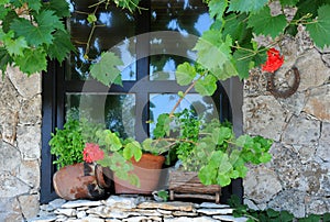 Window and Plants