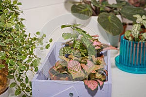 Window plants. Flowers stand houses on a window sill.