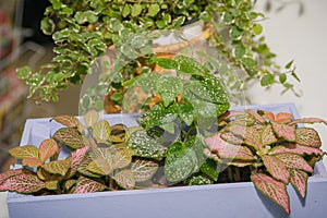 Window plants. Flowers stand houses on a window sill.