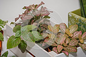 Window plants. Flowers stand houses on a window sill.