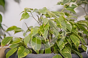 Window plants. Flowers stand houses on a window sill.