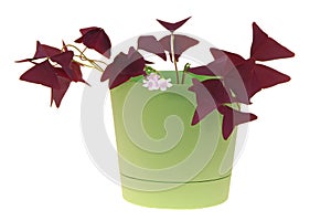 Window plants oxalis