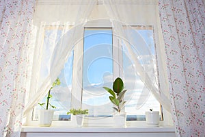Window with plants. Schefflera , ficus , violet.