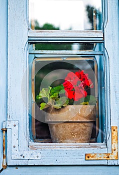 Window with red flower