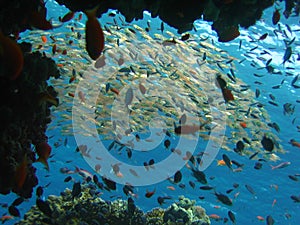 The window of the reef