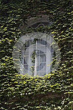 window of residential building with plants. Buenos Aires, Argentina