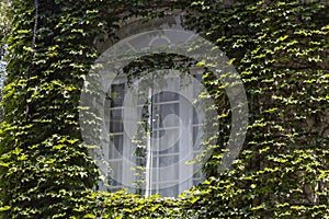 window of residential building with plants. Buenos Aires, Argentina