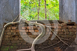 Window with roots of trees grip inwards