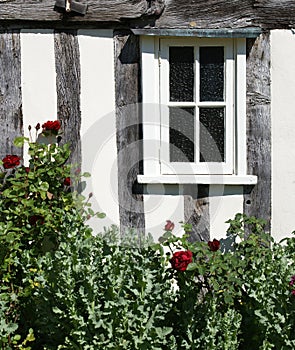 Window and rose bush