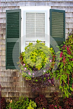 Window in rustic clapboard house with green shutters with window flower box full of beautiful plants