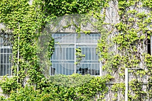 window shutter with ivy on house wall