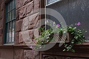 Window Sill Flower Box on a Window of an Old Stone Home in New York City