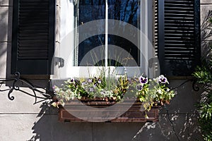 Window Sill Planter with Flowers on an Old House with Window Shutters in Savannah Georgia