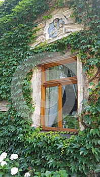 Window sorounded by vine