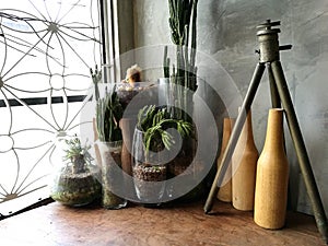 Window still life, cacti, bottles