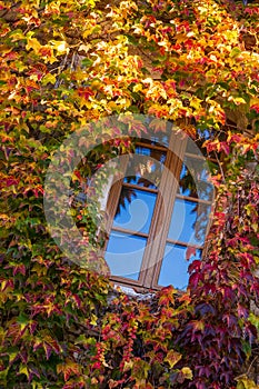 Window surrounded by the ivy with autumn facade