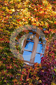 Window surrounded by the ivy with autumn facade photo
