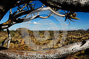 Window to the Quiver tree forest (Namibia)