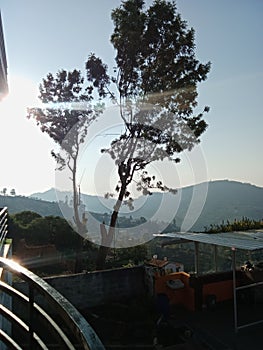 Window view of dried tree and sunlight