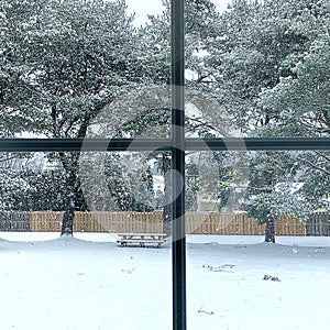 Window View of Winter Snow Storm in progress. View of Large Pine Trees and backyard covered in Snow. Ice Area