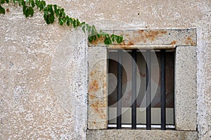 Window with vine plant attached