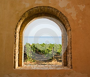 Window on the vineyard