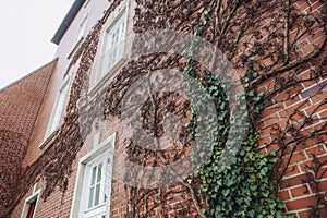 Window vintage brick building climbing plant wall